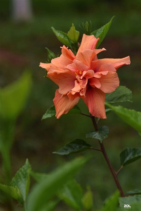 重瓣扶桑花